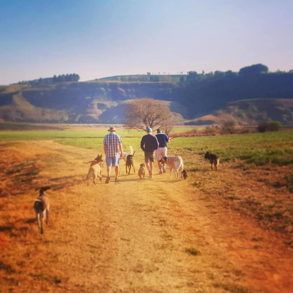 Pet-Friendly Farm Walk at Plain Champagne Guests walking with dogs across open farmland at Plain Champagne Guest Farm in the Drakensberg